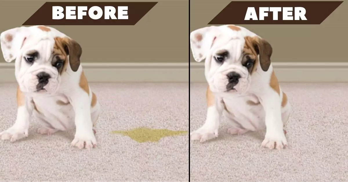 Pet Stain Before After